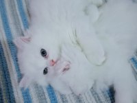 British longhair erkek