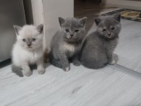 Bebeklerimize yuva arıyoruz scottish fold