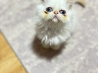 Oyuncu minisler