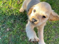 SAĞLIK GARANTİLİ DİŞİ SAFKAN AMERİCAN COCKER SON BİR