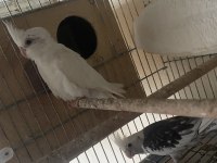 Üretimden albino, Lutino yavru sultan papağanları