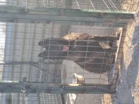 İyinin iyisini isteyene özel malinois