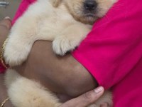 Golden retriever bebeklerim yeni ailesini arıyor