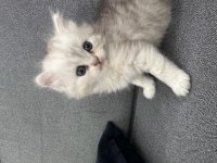 oyuncu ve sevimli yavru kediler