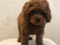 TOY POODLE YAVRULARI