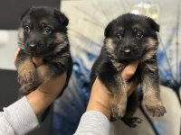Alman Kurdu Köpeği Yavruları