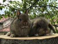Orjinal mini lop tavşanı bebeklerimiz