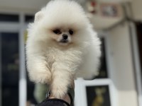 Show kalite pomeranian boo yavrularımız