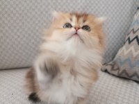 British longhair