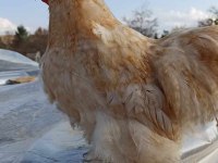 2 adet buff coco+ 3 adet brahma tavuk ve horozlar