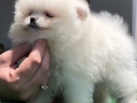 2.5 aylık dişi üst kalite orijinal Pomeranian boo