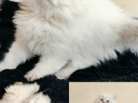 British longhair prensese yuva arıyorum