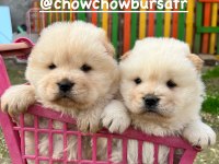 Chow chow Yavrularımız