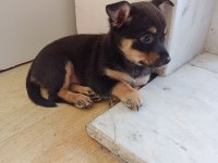 Minyatür Pinscher Dişi