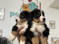 Petmode köpek çiftliğinde ziyarete açık bernese dog