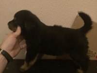 2 erkek ve 3 dişi safkan Macar Koca Kafa Rottweiler Köpekler