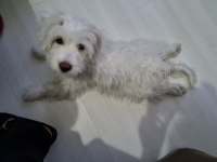 5 Aylık Dişi Maltese Terrier