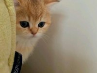 British shorthair golden