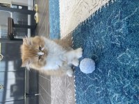 Chinchilla bebekler ailelerini arıyor