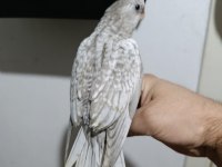 Eşe hazır dişi sevda papağanı lutino