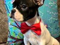 SAFKAN YAKIŞIKLI FRENCH BULLDOG