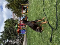 6 aylık kızıl doberman