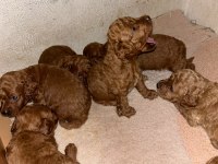 Toy Poodle kore kan