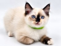 Yavru Ragdoll Kedileri