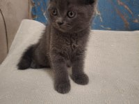 British shorthair kedisi