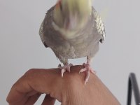 Full evcil yavru sultan papağanı