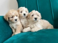 Sağlık Garantili Maltipoo Yavrular