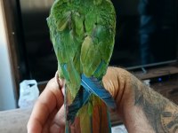 5 aylık bebek cüce macaw