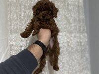Sağlık Ve Irk Garantili Toy Poodle Yavrularımız