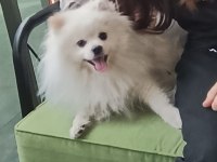 Beyaz pomeranian 15 aylık oğlum