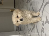 2 aylık erkek tuvalet eğitimli yavru maltipoo