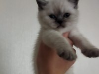 BRİTİSH SHORTHAİR YAVRU KEDİMİZ