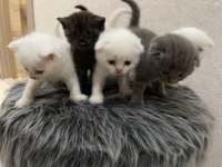 Scottish Fold yavru BEYAZ VE GRİ