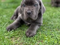 Blue cane corso yavrular