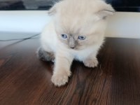 Scottish Fold Kedimiz