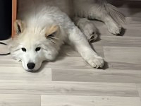 Çok Akıllı Çok Sadık 4.5 Aylık Patili Samoyed Dostum