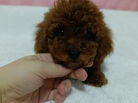 Kore Kan Poodle Bebekler