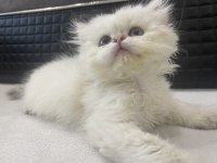 Dişi beyaz 2 aylık british longhair oyuncu prenses