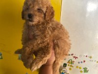 Irk ve Sağlık Garantili Maltipoo Beybi