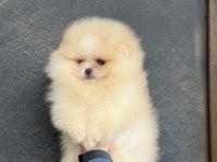 ÜST KALİTE AYICIK SURAT POMERANİAN BOO
