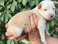 Temmuz doğumlu yeni border collie bebekler