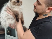 ÜCRETSİZ KISIR 4 YAŞINDA DİŞİ İRAN KEDİSİ