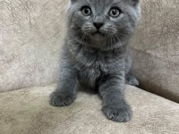 Safkan British Shorthair Ayı Surat Top Kafa Bebis