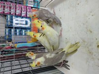 45-50 günlük bebek sultanlar ısırma bilmez