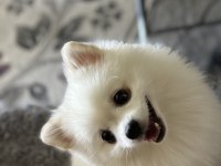 Pomeranian köpekler