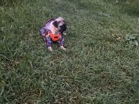 1 aylık dişi pug